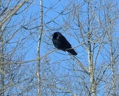 Corvus brachyrhynchos