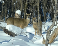 Odocoileus virginianus