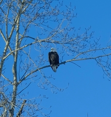 Haliaeetus leucocephalus