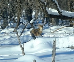 Odocoileus virginianus