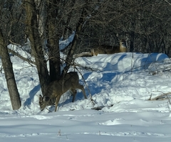 Odocoileus virginianus