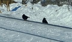 Corvus brachyrhynchos