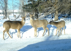 Odocoileus virginianus