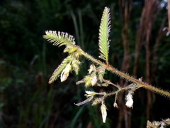 Aeschynomene histrix