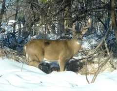 Odocoileus virginianus