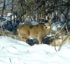 Odocoileus virginianus