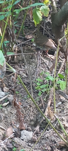 Song Thrush