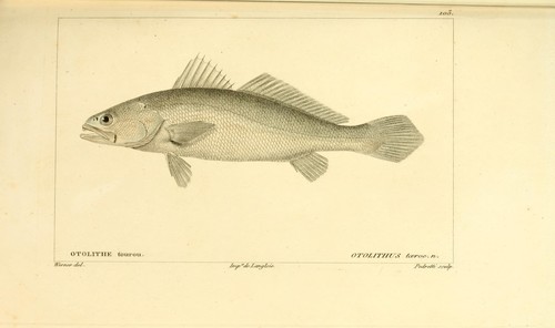 Acoupa Weakfish
