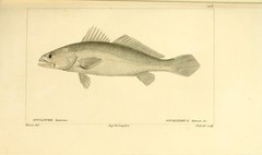 Acoupa Weakfish photo 1