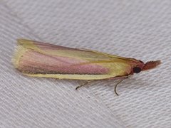 Peoria approximella