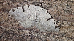 Macaria subcessaria