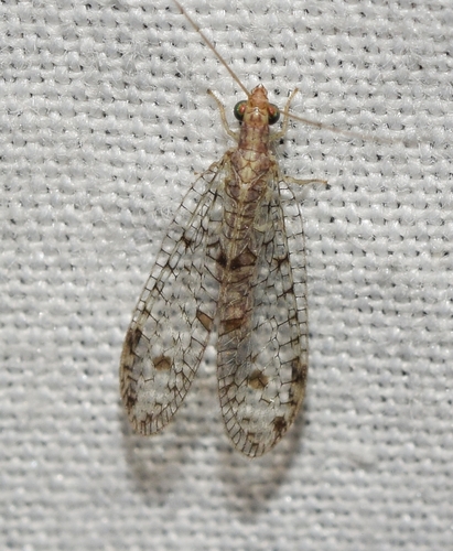 Suarius tigridis