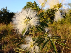 Pithecellobium macrandrium