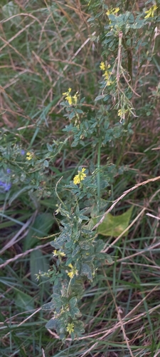 sickle alfalfa