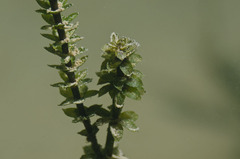 Image of Hydrilla verticillata
