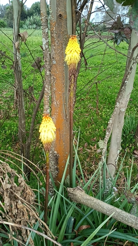 Ethiopian red hot poker