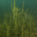 Hydrilla - Photo (c) Ad Konings, some rights reserved (CC BY-NC), uploaded by Ad Konings