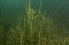 Hydrilla - Photo (c) Ad Konings, some rights reserved (CC BY-NC), uploaded by Ad Konings