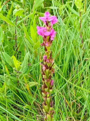 Disa scutellifera