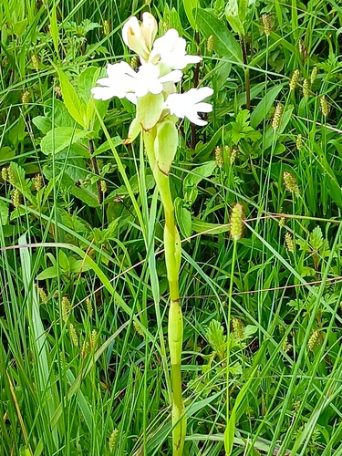 Satyrium aethiopicum