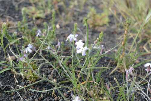 Matthiola bolleana image