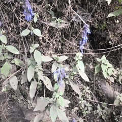 Salvia helianthemifolia