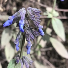Salvia helianthemifolia