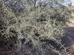 Condalia globosa pubescens