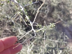 Condalia globosa pubescens