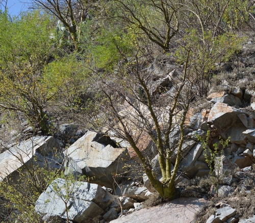 Mexican tree ocotillo