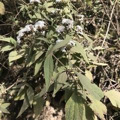 Stevia serrata