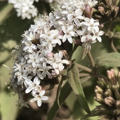 Stevia serrata