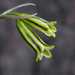 Tristagma graminifolium - Photo (c) Nicolás Villaseca Merino,  זכויות יוצרים חלקיות (CC BY-NC), הועלה על ידי Nicolás Villaseca Merino