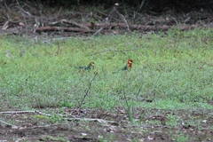 Platycercus icterotis