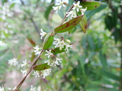 Metastelma schlechtendalii