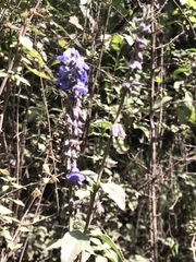 Salvia helianthemifolia