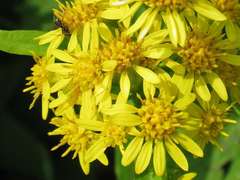 Solidago cuprea
