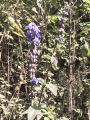 Salvia helianthemifolia