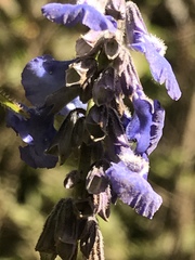 Salvia helianthemifolia