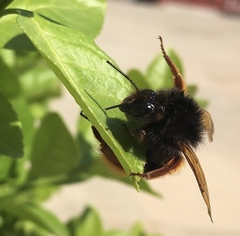 Bombus flavescens