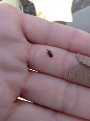 Microrhopala rubrolineata