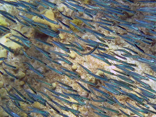 Florida Round Herring