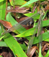 Banyutus lethalis