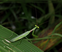 Miomantis caffra