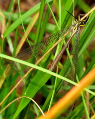 Banyutus lethalis