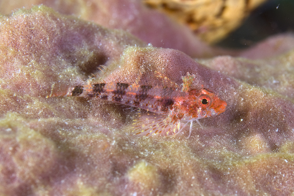 Blackedge Triplefin