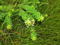Leucocelis haemorrhoidalis