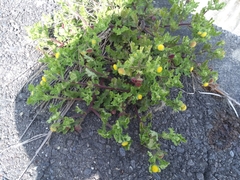 Grangea maderaspatana