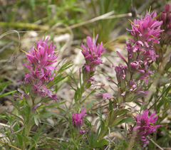 Castilleja purpurea
