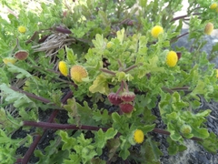 Grangea maderaspatana